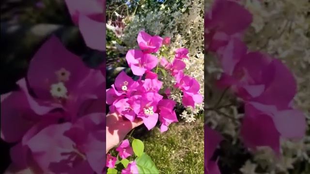 Бугенвиллия Donya🌸 Мой инстаграм: Bougainvillea_world смотреть онлайн