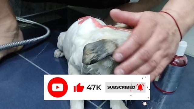 Abandoned Puppy was Left on the Shore Barely Surviving until This Happened смотреть онлайн