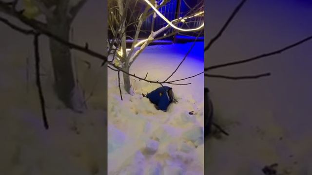 Зимний комбинезон для цвергпинчера модель ECONO STYLE. смотреть онлайн
