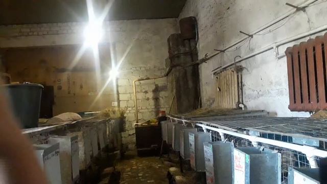 кролики шиншиллы. смотреть онлайн