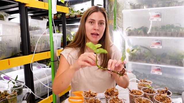 Best Plant Propagation Method! | Houseplant Propagation Box UPDATED METHOD! Sphagnum Moss Prop