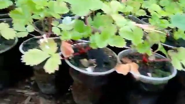 Саженцы земляники мелкоплодной 1 смотреть онлайн