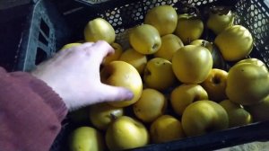 Яблоня Голден Делишес, Описание сорта.