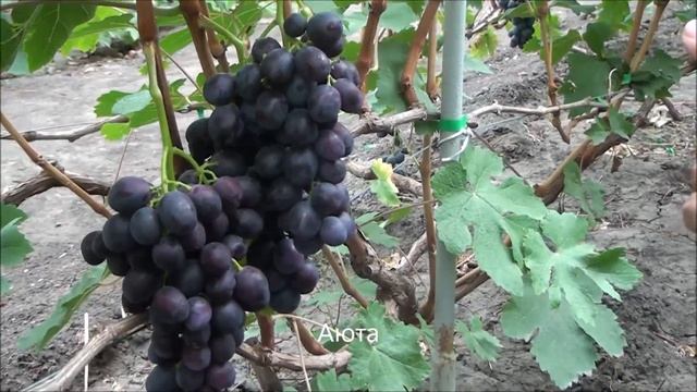 Аюта смотреть онлайн