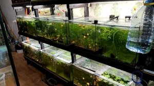 Макроподы на нерест и прочая работа...