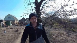 Посадили персик Ред Хевен и нектарин Супер Квин