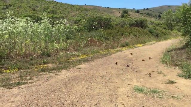 Семья куропаток воспитывает птенцов смотреть онлайн