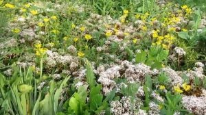 Седум (очиток) почвопокровный в моём саду