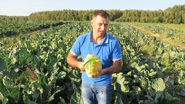 Разноцветная капуста. Флейм Стар смотреть онлайн