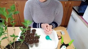 Метельчатая гортензия Граффити, черенкование зелёными побегами в феврале.???#черенкование#гортензия