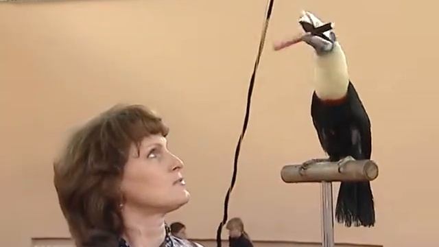 Тукан смотреть онлайн