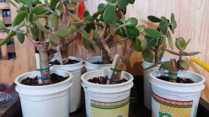 2.Как можно укоренять толстянку, крассулу (Денежное дерево)_ How can one root a crassula, (Money tre