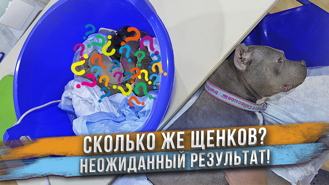 Ничего себе сколько щенков она родила!? Не ожидали! смотреть онлайн
