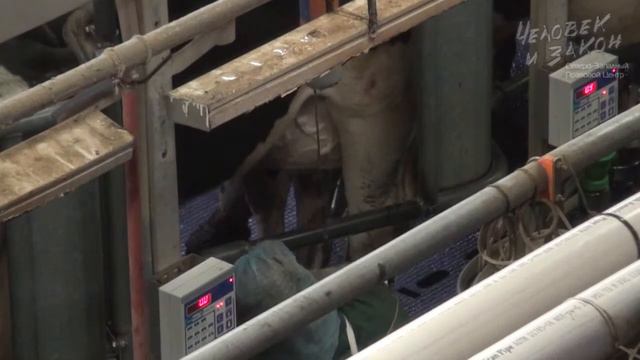 Эффективное развитие молочных хозяйств смотреть онлайн