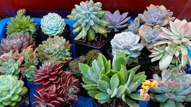 Fungicide For Our Succulents & Plants Part 2 || Paano At Kelan Dapat Mag-spray?