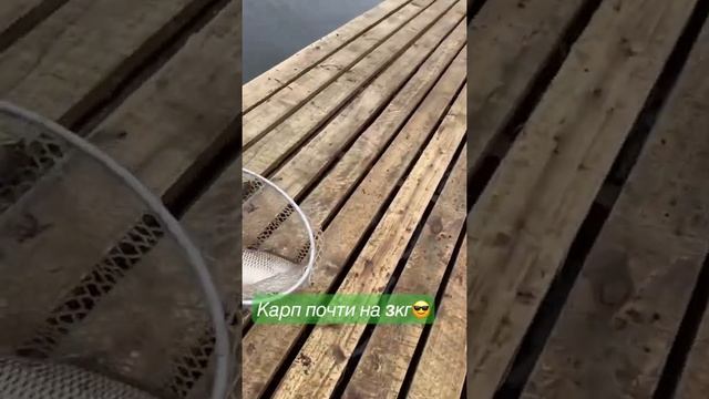 КРХ Добрый Клев Юсупово. #Рыбалкадлядуши #карп #рыбалка смотреть онлайн