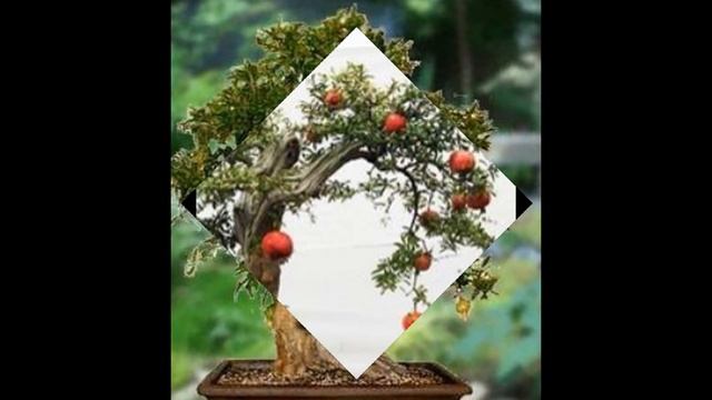 Dwarf Pomegranate (Punica Granatum) смотреть онлайн