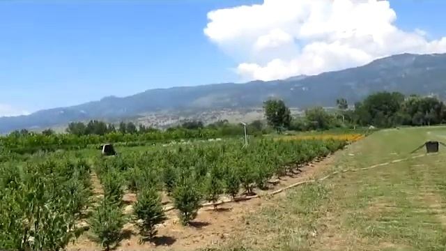 плантация 3 смотреть онлайн