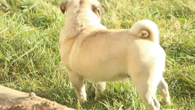 Мопс Арни. Плюсы породы мопс. / Pug Arnie. pros #pug #puppies #мопс #щенки #УМА смотреть онлайн