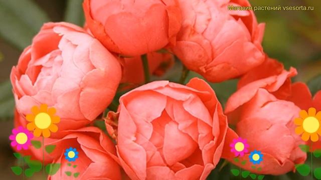 Роза полиантовая Орандж Морсдаг. Краткий обзор, описание характеристик rosa Orange Morsdag смотреть онлайн