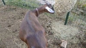 Ложная беременность у козы. Подозрения на ложную беременность у коз.