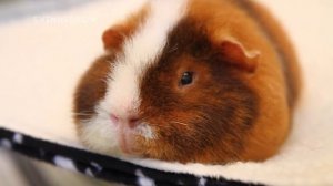 Интересные Факты о Морских Свинках! / Свинки Шоу / SvinkiShow