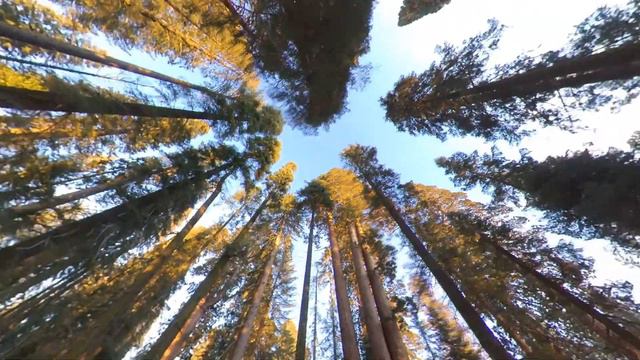 Sequoia Forest. General Sherman Tree. Jan 2020. смотреть онлайн