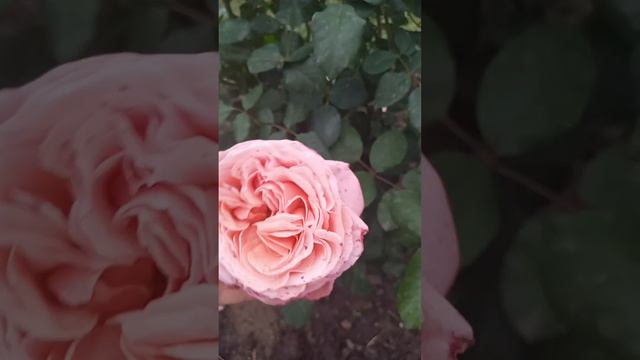 Лоран Каброль .Вынослива . смотреть онлайн