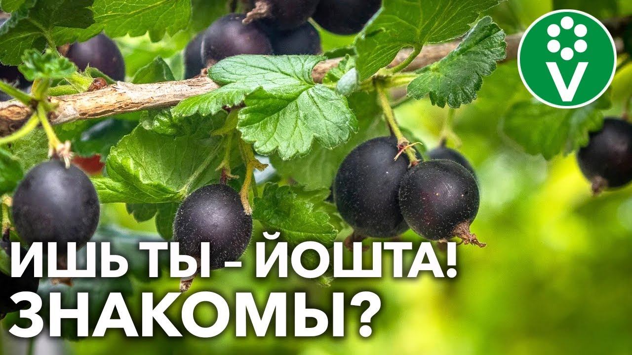 ЧУДО-КУСТАРНИК ЙОШТА НЕ ДОСТАВИТ ХЛОПОТ И ЗАСЫПЛЕТ ЯГОДАМИ! Вам понравится! смотреть онлайн