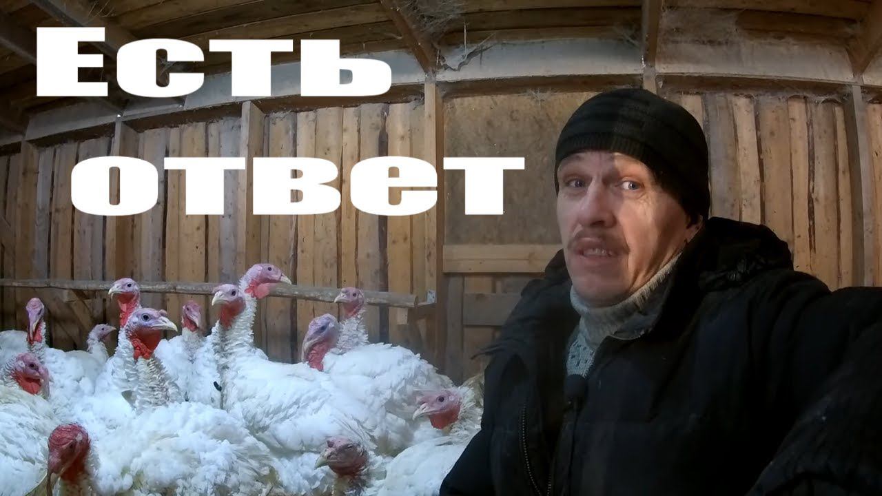 Что выгодней: индюки или бройлеры? Боятся ли индюки холода? Дерутся ли у вас индюки? смотреть онлайн