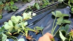 Посадка клубники ( виктории) на пленку, укрывной материал.