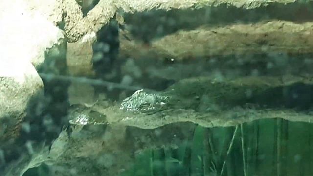 Кто живёт в террариуме Московского зоопарка? смотреть онлайн