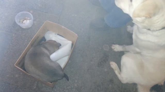 Метис лабрадора 8 месяцев смотреть онлайн