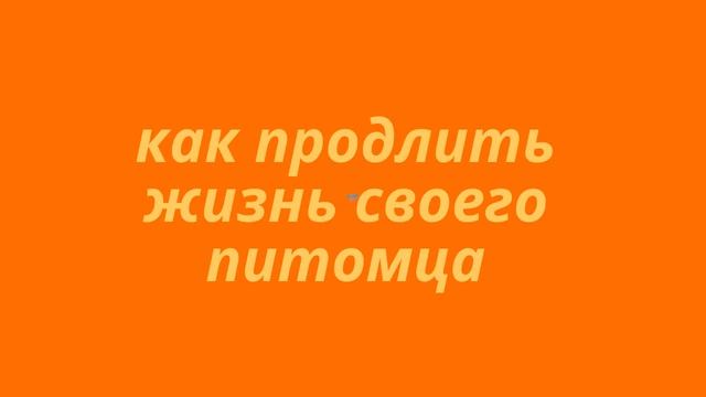 Сколько живут кошки и как продлить жизнь своего питомца смотреть онлайн