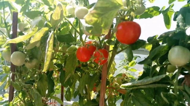 Конкурс на бесплатную раздачу семян комнатных помидор смотреть онлайн