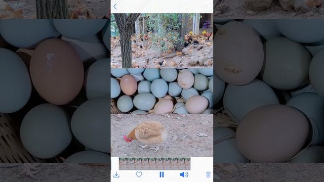Collect pure natural eggs смотреть онлайн