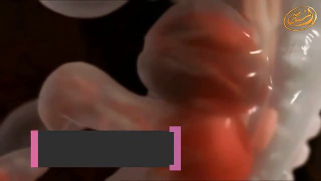 «ЭМБРИОН=ПИЯВКА» Удивительное чудо Корана смотреть онлайн