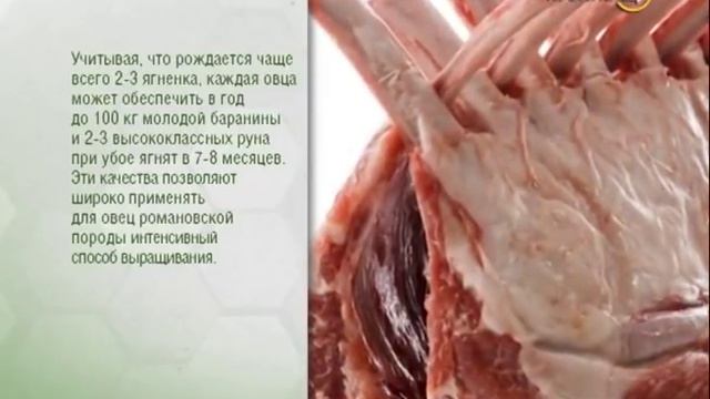 26.05.16 Своя ферма. Романовские бараны