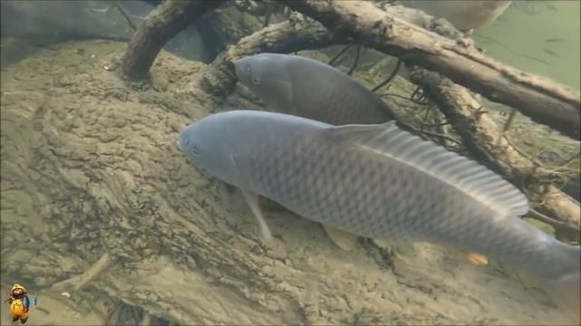 РЫБЫ ПОЛНО, А ГОВОРЯТ НЕ КЛЮЕТ. ПОДВОДНАЯ СЪЕМКА смотреть онлайн