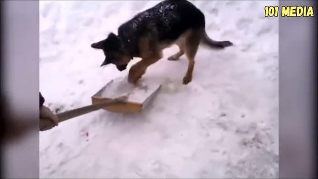 новогодние приколы с животными. 2019 (New Year's jokes with animals. 2019) смотреть онлайн