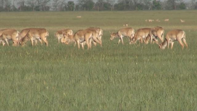 Степная экспедиция РГО Сайгак смотреть онлайн