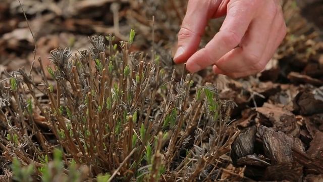 ЛАНДШАФТНЫЙ ДИЗАЙН: КЛУМБА ИЗ ПЕРВОЦВЕТОВ смотреть онлайн