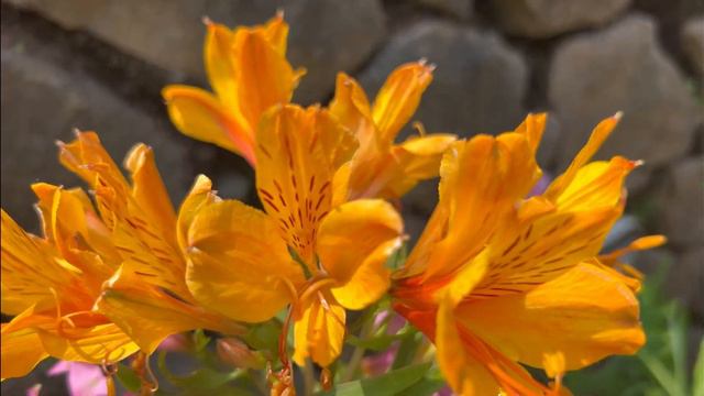 മനസ്സിളക്കാൻ peruvian lilly / Alstroemeria plant care tips смотреть онлайн