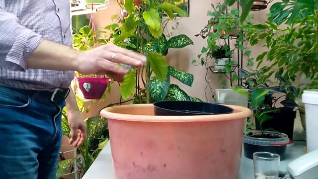 Лимон из косточки - прошло 2 года... смотреть онлайн