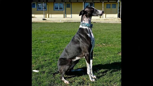 Грейхаунд (Английская борзая)