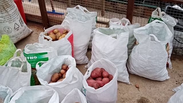 Как мы закладываем картофель в погреб на зимнее хранения. Очень удобно. Как вариант. смотреть онлайн