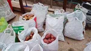 Как мы закладываем картофель в погреб на зимнее хранения. Очень удобно. Как вариант.