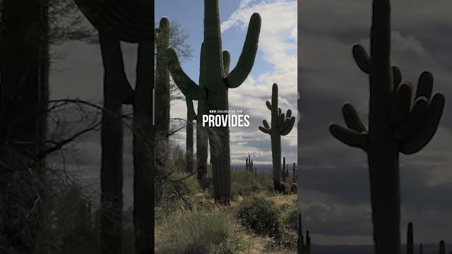 Did You Know? A Forest Shaped by a Single Tree! смотреть онлайн