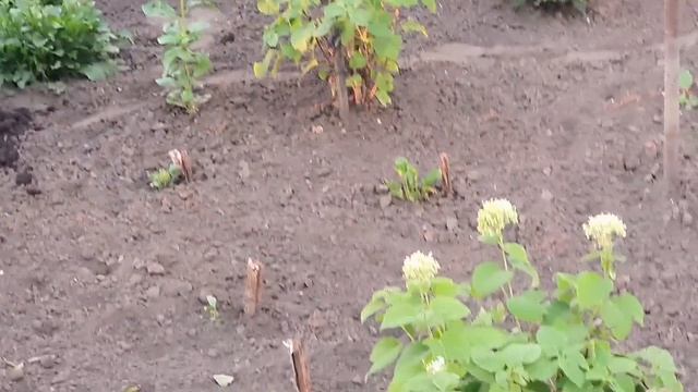 Мамин огород. Вот это град! Заветная мечта сестры. Сказочный закат смотреть онлайн