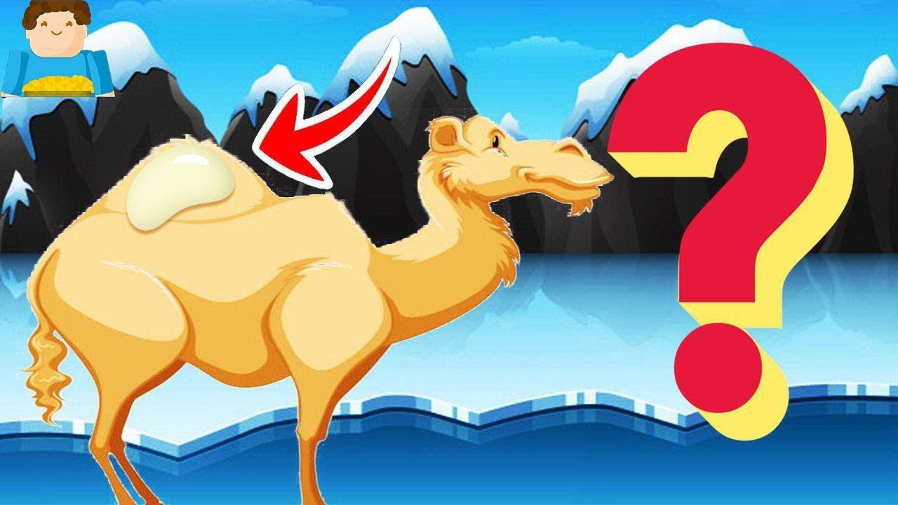 Что в горбе у верблюда? | Plushkin смотреть онлайн